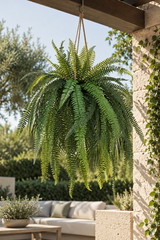 Boston Hanging Fern