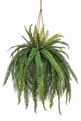 Boston Hanging Fern