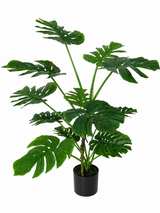 Monstera Swiss Cheese Plant
