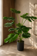 Monstera Swiss Cheese Plant