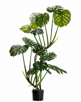 Monstera Swiss Cheese Plant