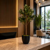 Petite Mediterranean Olive Tree 80CM