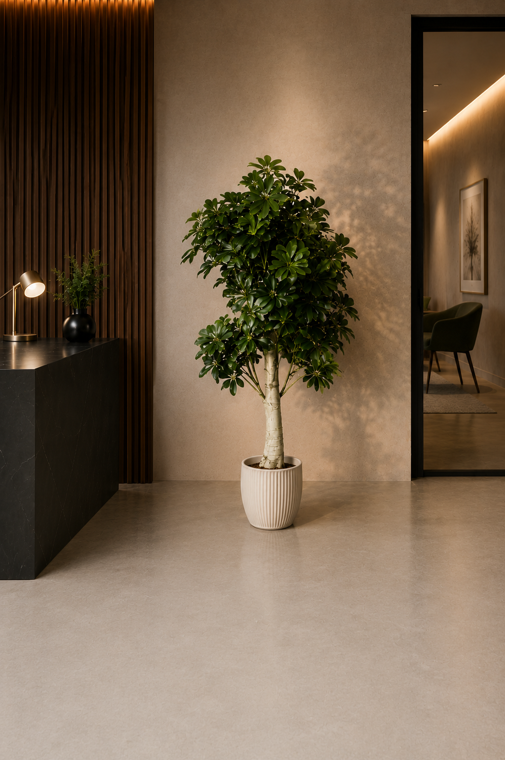 Schefflera Arboricola