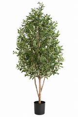 Olive Tree Pyramid  170cm