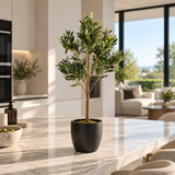Petite Mediterranean Olive Tree 80CM