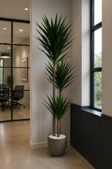 Yucca