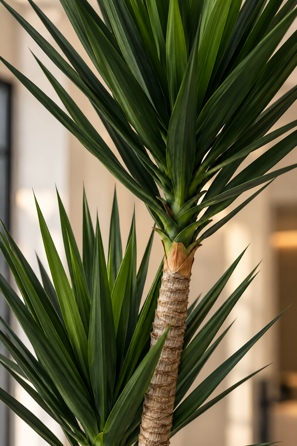 Double Head Yucca 190cm