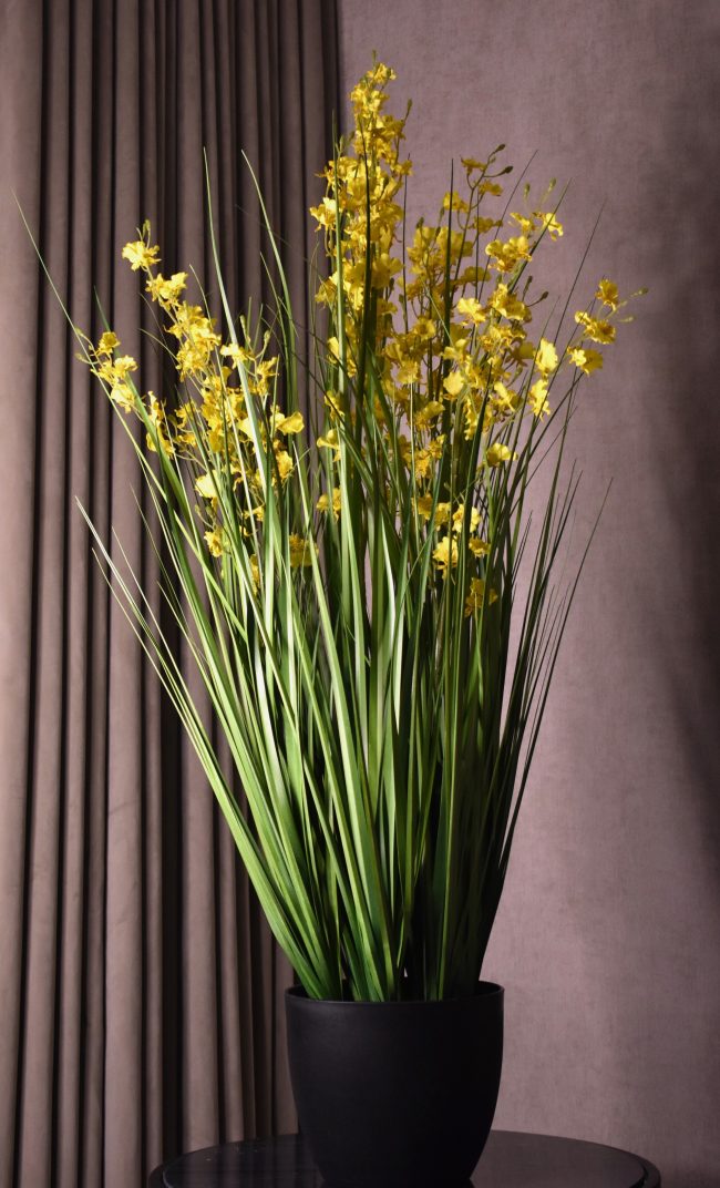 Dancing Orchid Grass